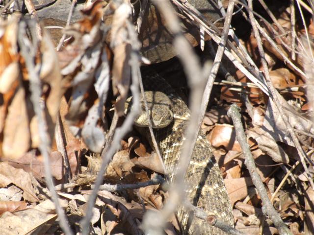 2nd Diamondback.JPG [77 Kb]